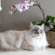 gatto soffre di solitudine