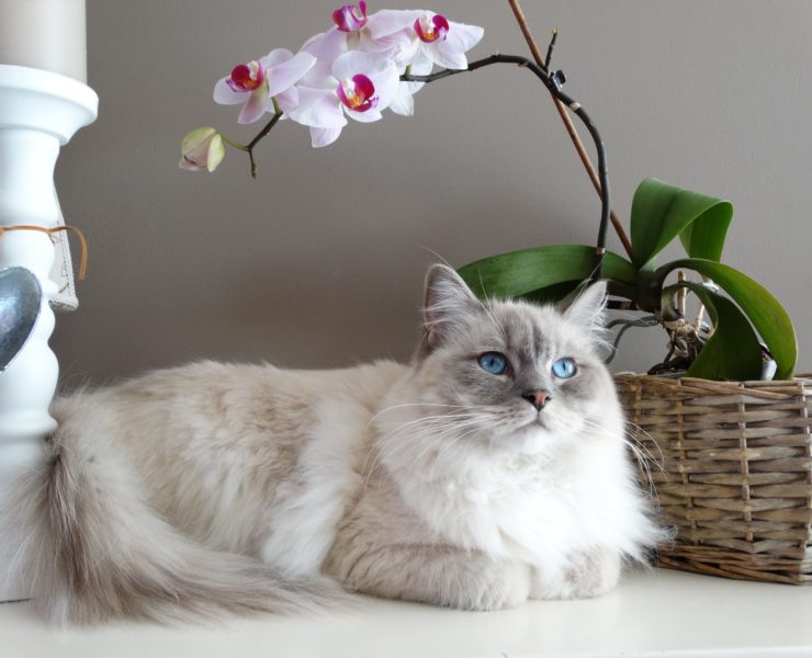 gatto soffre di solitudine