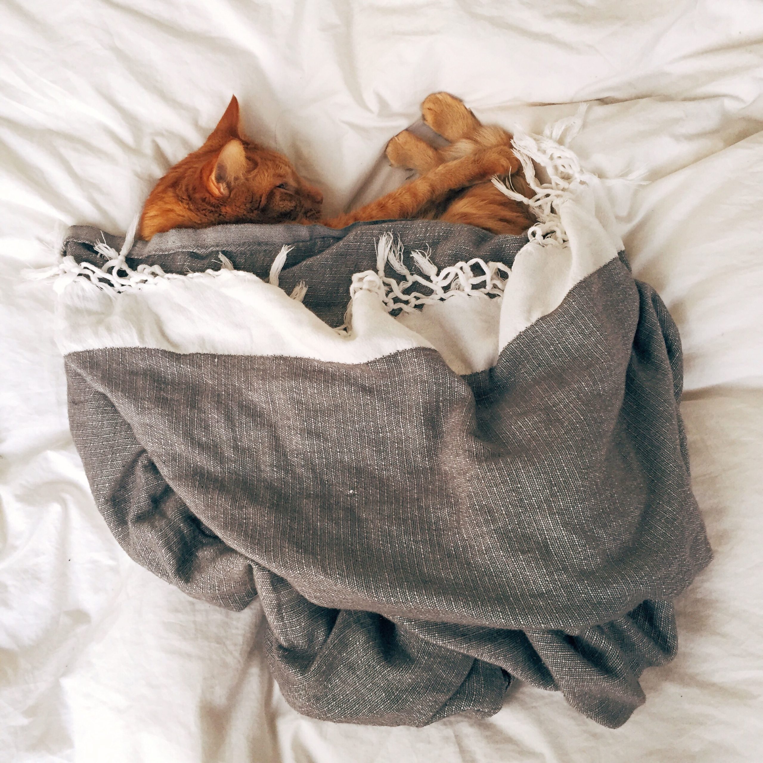 gatto soffre di solitudine