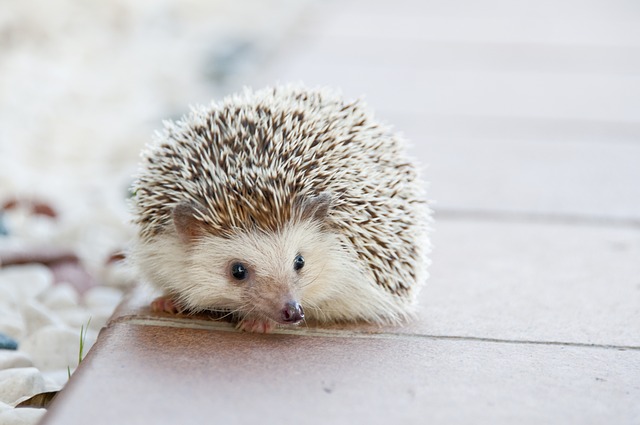 aiutare animali selvatici a superare il freddo