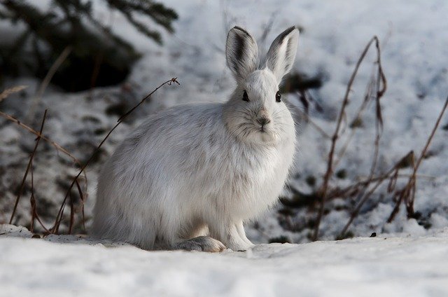 aiutare animali selvatici a superare il freddo