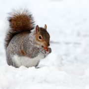 aiutare animali selvatici a superare il freddo