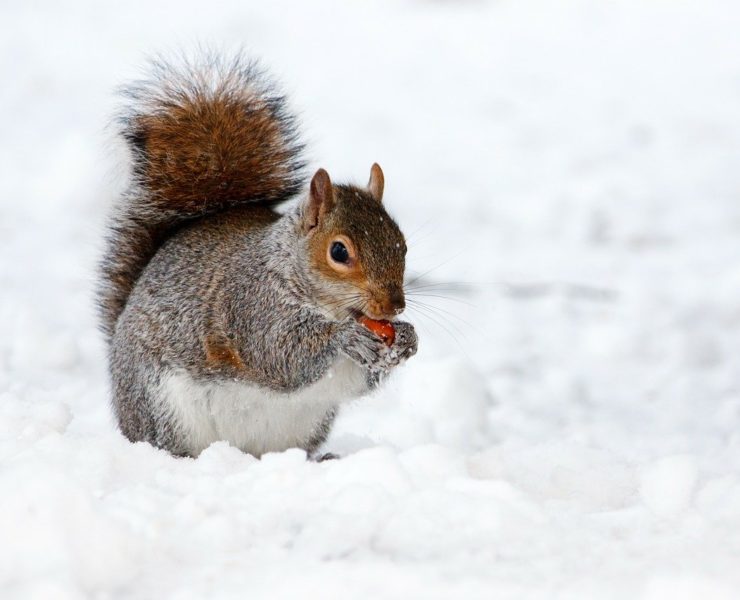 aiutare animali selvatici a superare il freddo