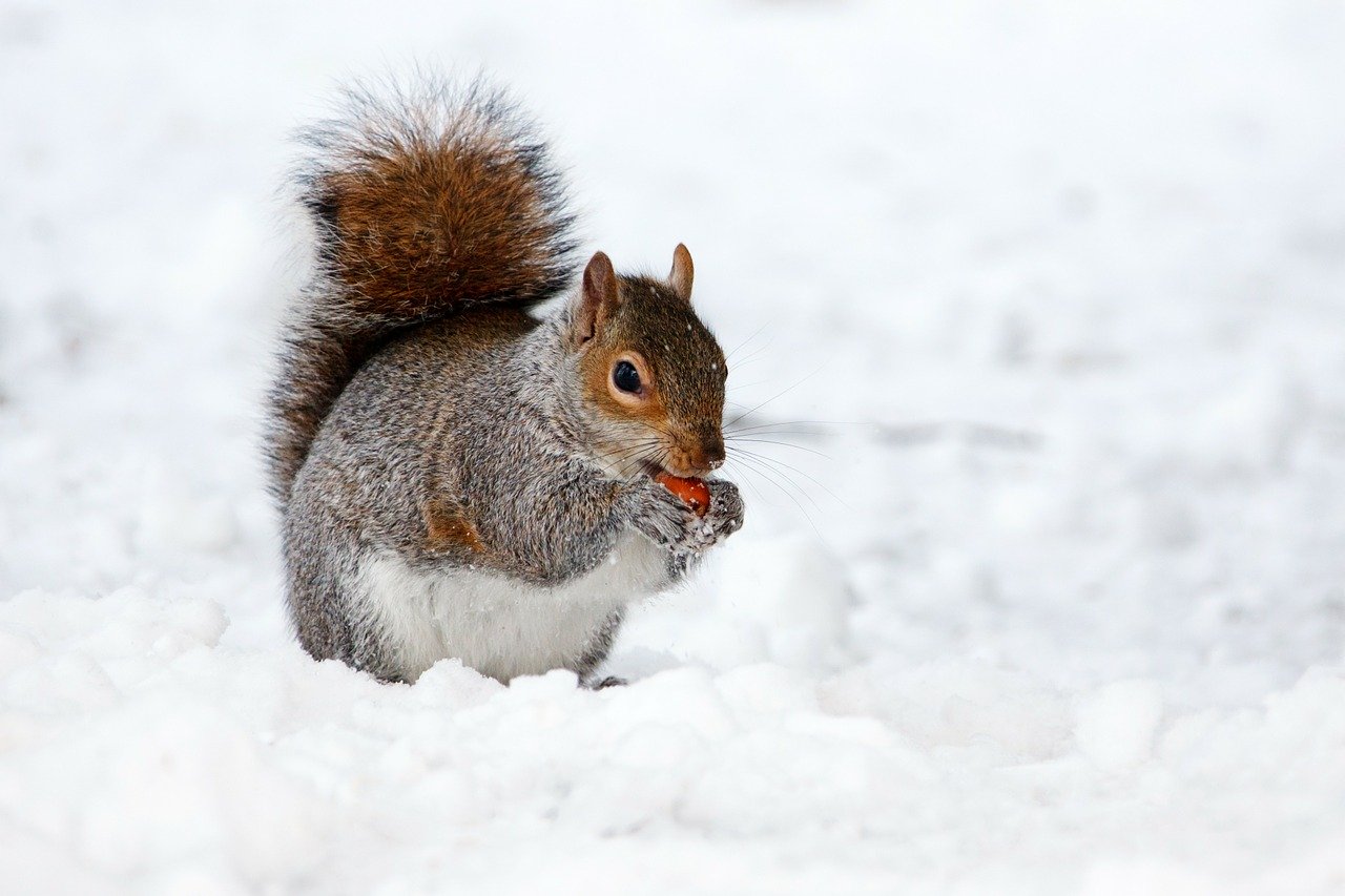 aiutare animali selvatici a superare il freddo