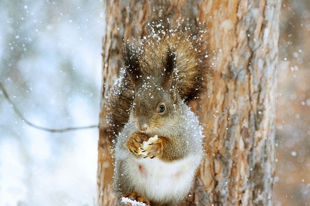 aiutare animali selvatici a superare il freddo