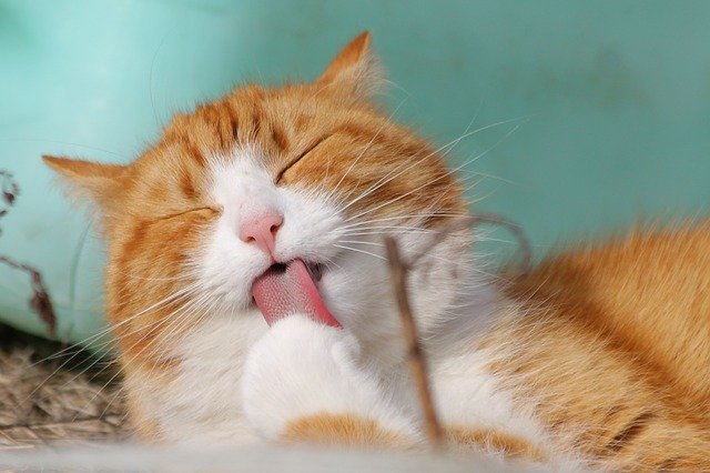 Come dare le medicine al gatto e al cane