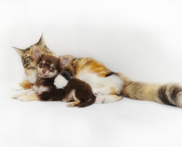 Come dare le medicine al gatto e al cane