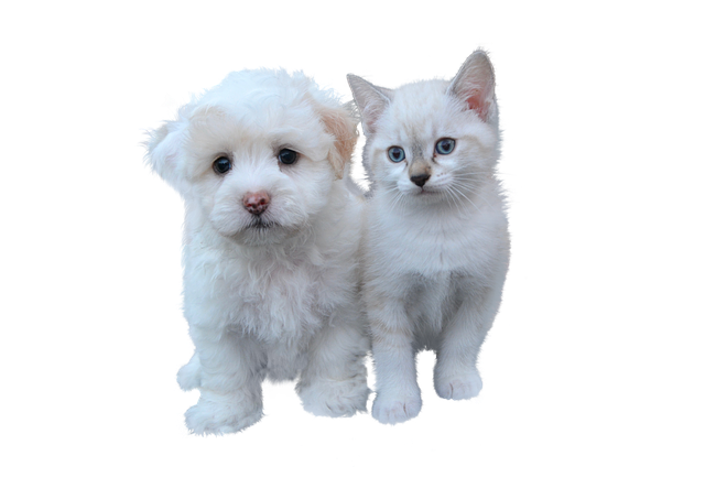 cure psicologiche cane e gatto