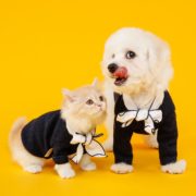 cure psicologiche cane e gatto