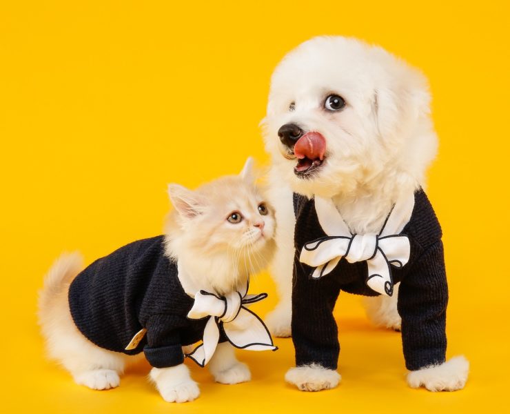 cure psicologiche cane e gatto