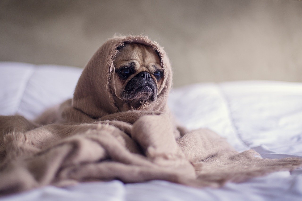 Come dare le medicine al gatto e al cane