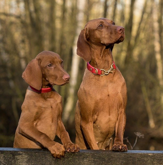 Coronavirus scarpe ai cani per la passeggiata