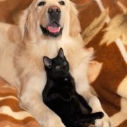 Cani e gatti scelte ecologiche a impatto zero
