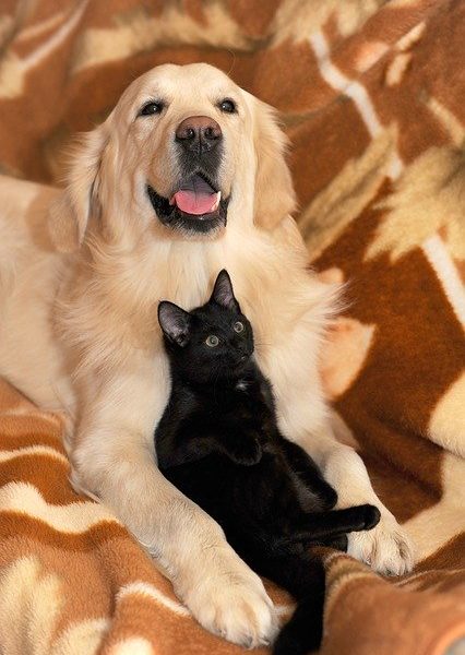 Cani e gatti scelte ecologiche a impatto zero