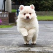 Coronavirus scarpe ai cani per la passeggiata