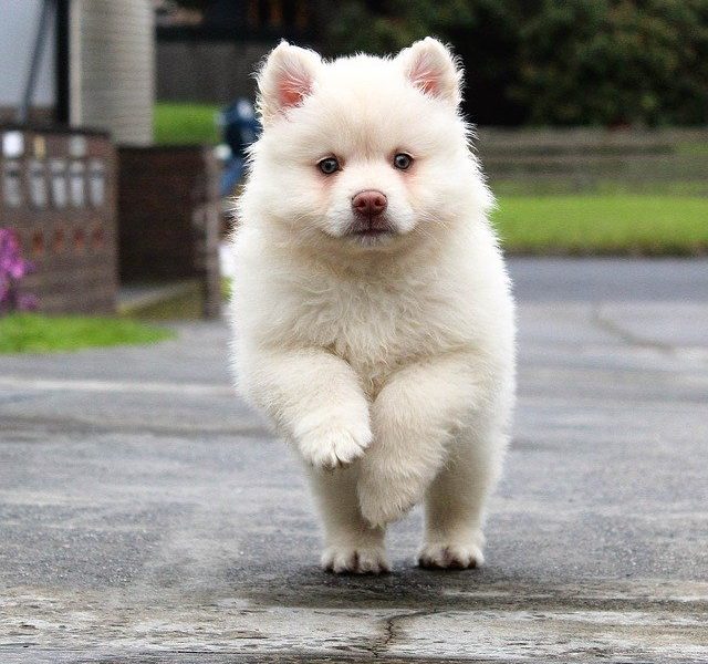 Coronavirus scarpe ai cani per la passeggiata