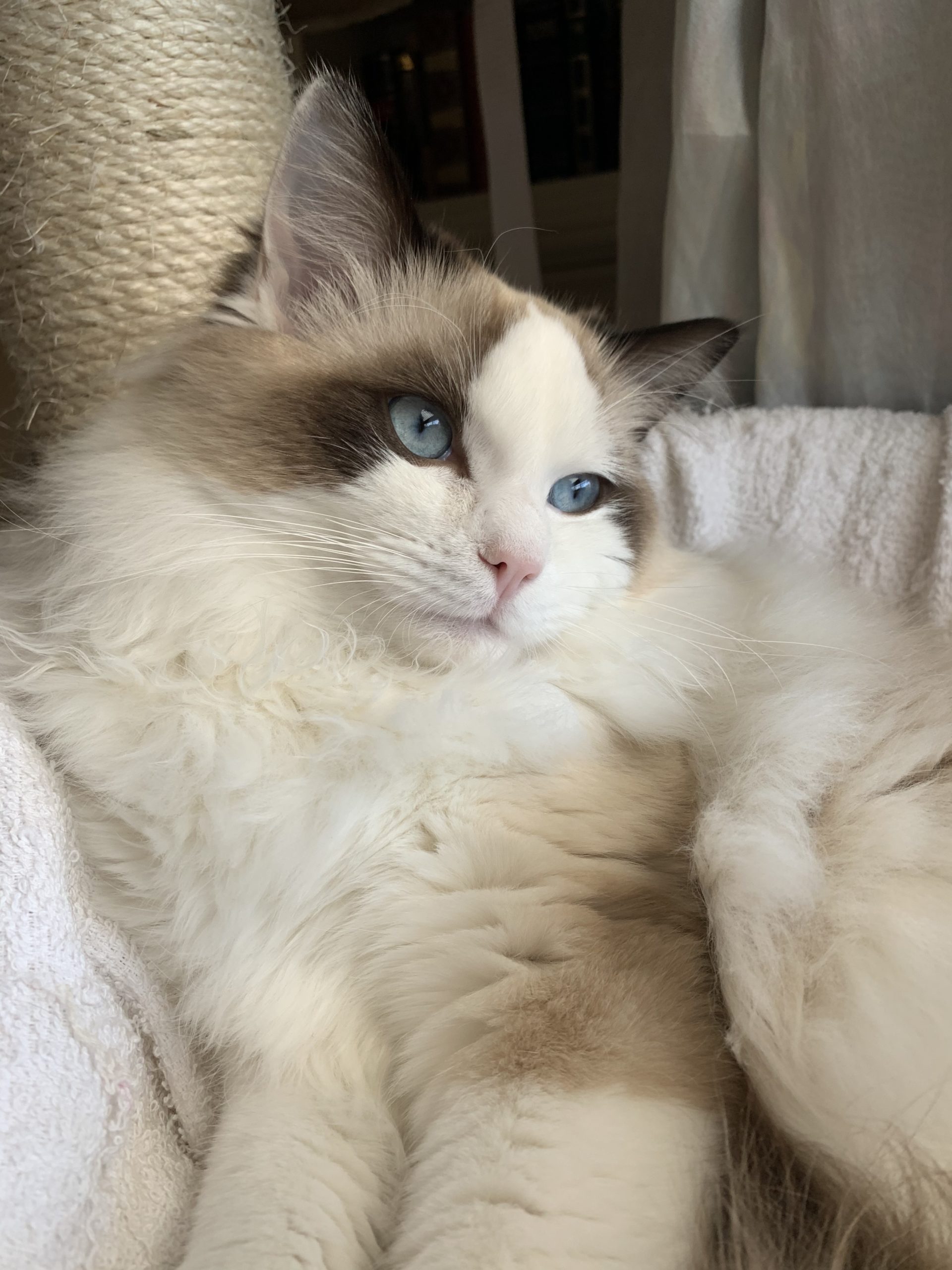 Gatto ragdoll