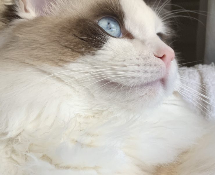 Disclaimer Le informazioni riportate rappresentano indicazioni generali e non sostituiscono in alcun modo il parere medico veterinario. È sempre bene affidarsi ai consigli del proprio medico di fiducia.