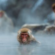 Coronavirus macachi non si reinfettano