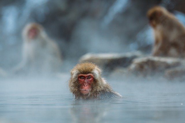 Coronavirus macachi non si reinfettano