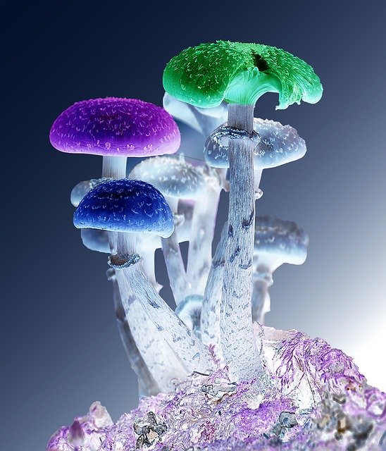 funghi antietà