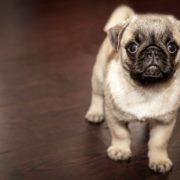 cane carlino