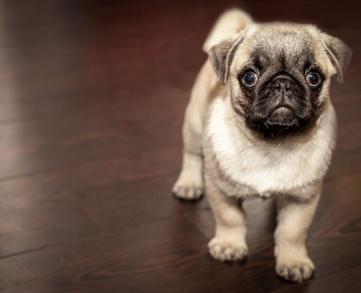 cane carlino