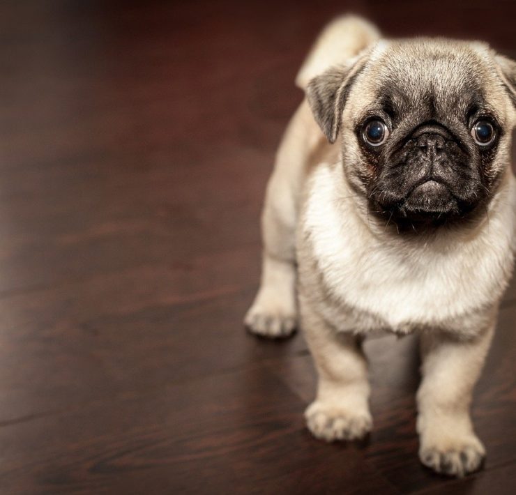 cane carlino