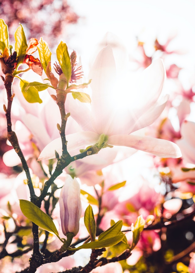 I fiori di Bach contro l'ansia