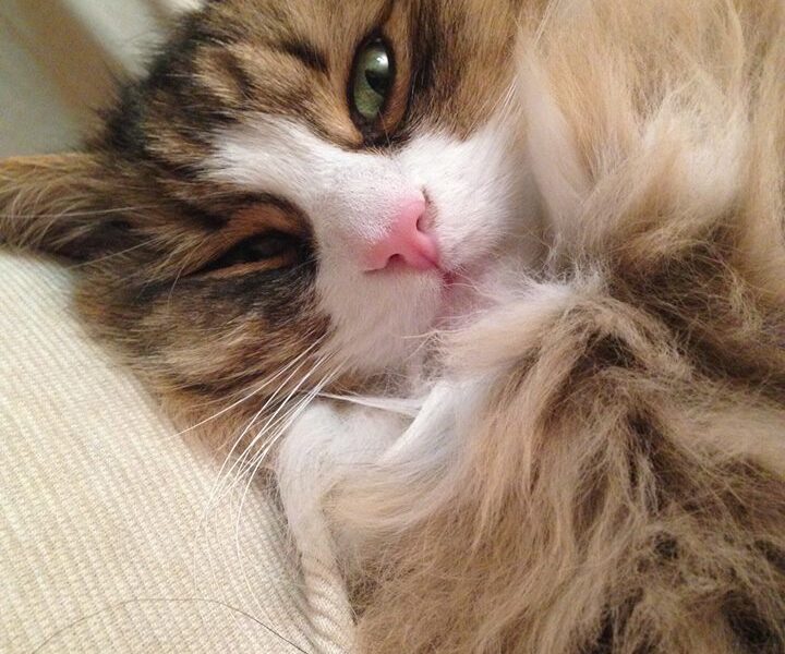gatto siberiano