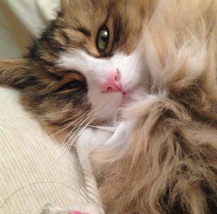 gatto siberiano