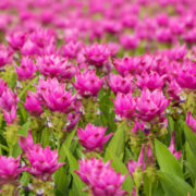 coltivare la pianta della curcuma