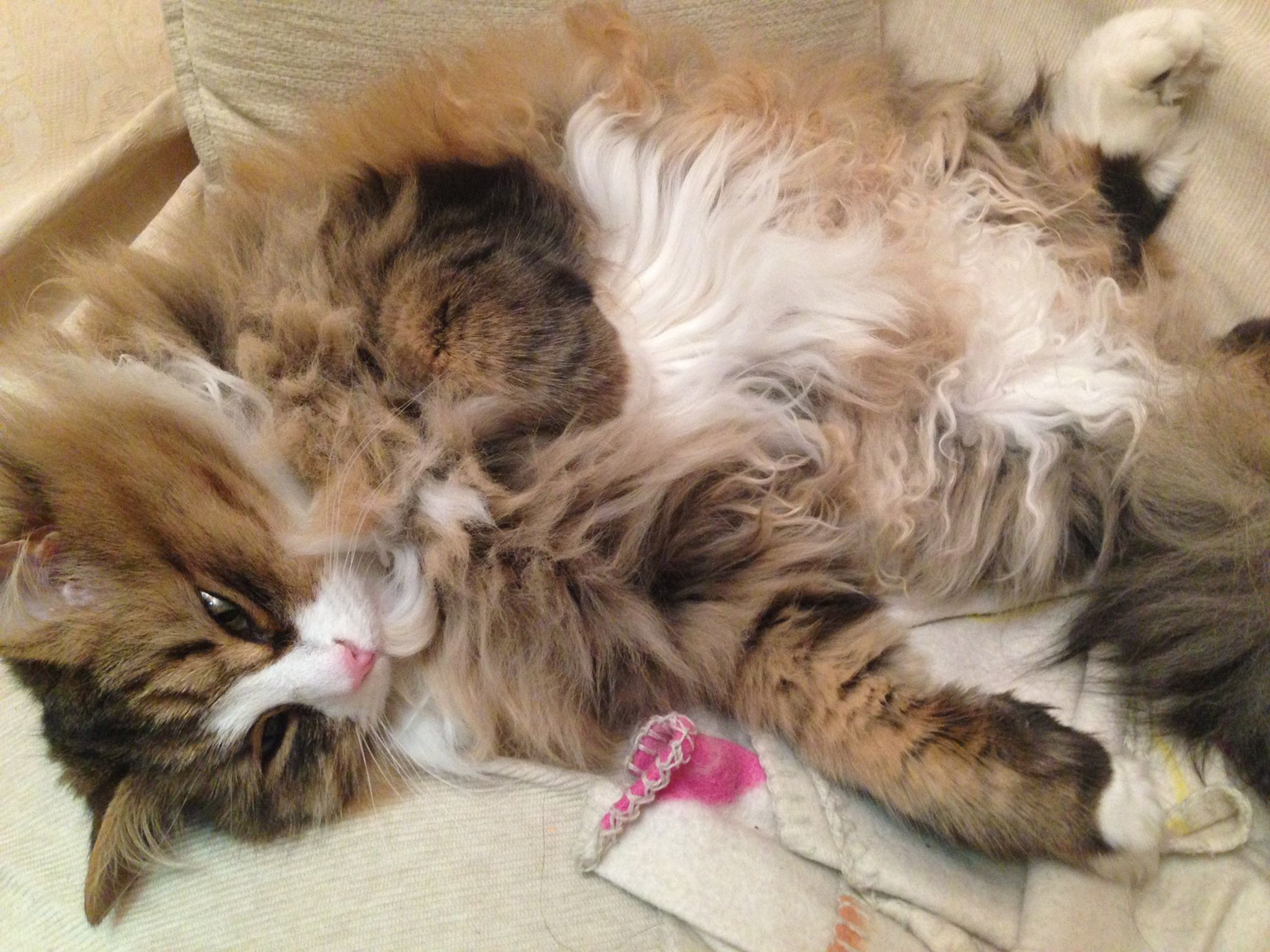 gatto siberiano