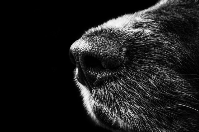 Cani annusa Covid sperimentazione in Gb