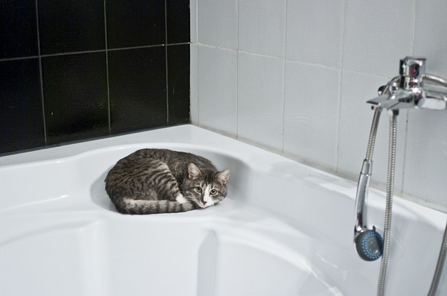 Come fare il bagnetto al gatto