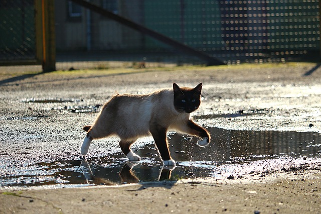 Come fare il bagnetto al gatto
