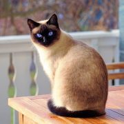 Come fare il bagnetto al gatto