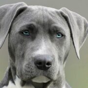 Cani annusa Covid sperimentazione in Gb