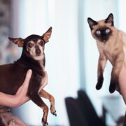 Previeni e tratta la dissenteria di gatto e cane