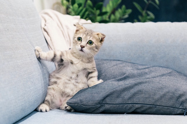 Previeni e tratta la dissenteria di gatto e cane