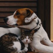 le zoonosi le malattie di cani e gatti che possono essere trasmesse all'uomo