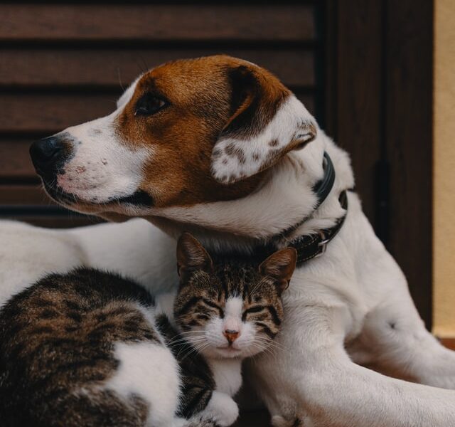 le zoonosi le malattie di cani e gatti che possono essere trasmesse all'uomo