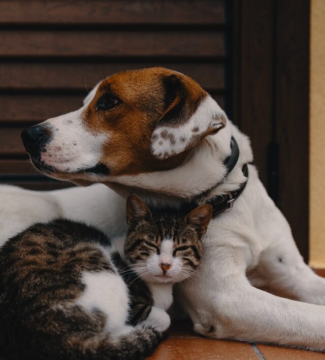 le zoonosi le malattie di cani e gatti che possono essere trasmesse all'uomo