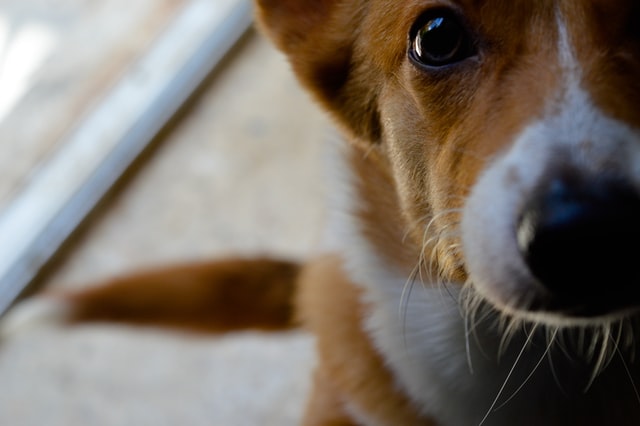 le zoonosi le malattie di cani e gatti che possono essere trasmesse all'uomo