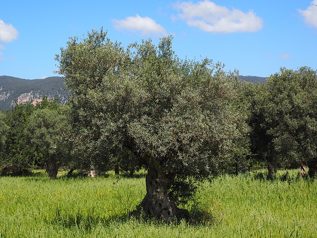 coltivare l'olivo in terrazzo