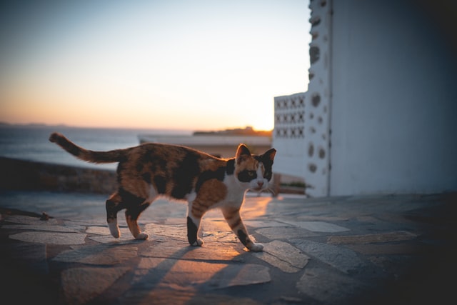 le zoonosi le malattie di cani e gatti che possono essere trasmesse all'uomo