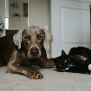 cure antiparassitarie cani e gatti