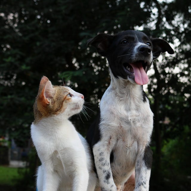 aiutare il cane e il gatto a superare lo shock da pensione dopo le vacanze