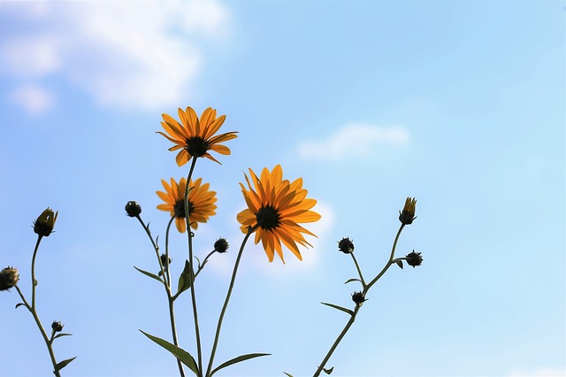 Arnica iperico tea tree oil e incenso i rimedi naturali tuttofare