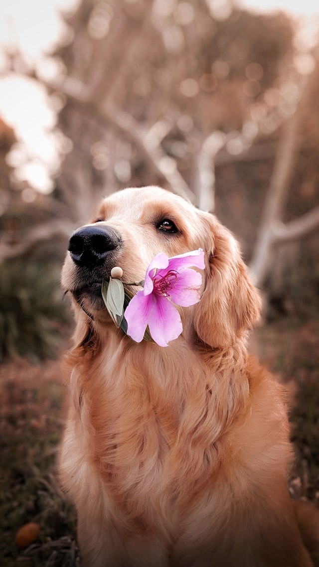 aiutare il cane e il gatto a superare lo shock da pensione dopo le vacanze